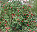 گل کاملیا